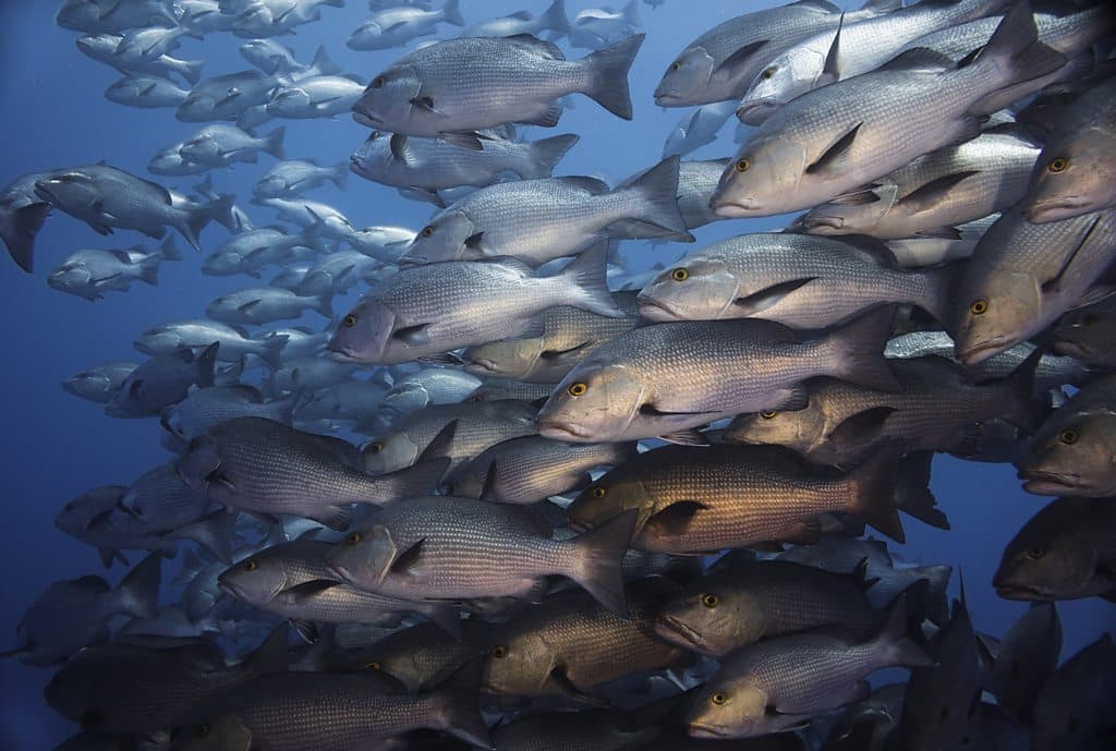 The hunt for 'dark' vessels exploiting the world's oceans