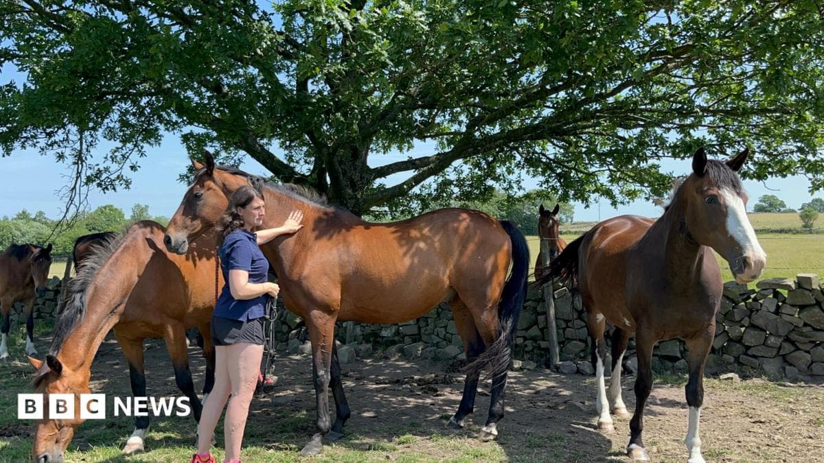Livery bookings rise as horse owners struggle with costs