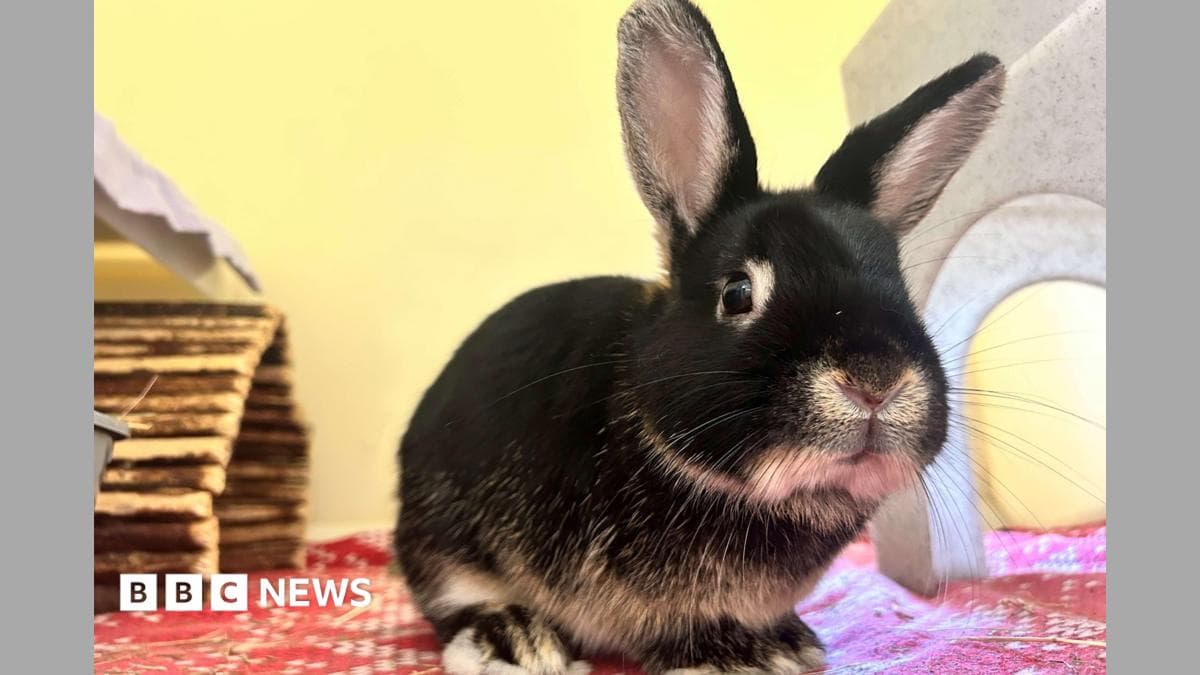 Labour politician's call for training courses for rabbit owners labelled 'hare-brained'
